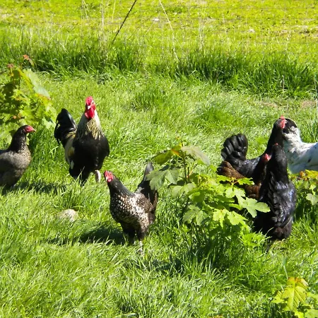 Bindesbølgård Farm Feriegård *